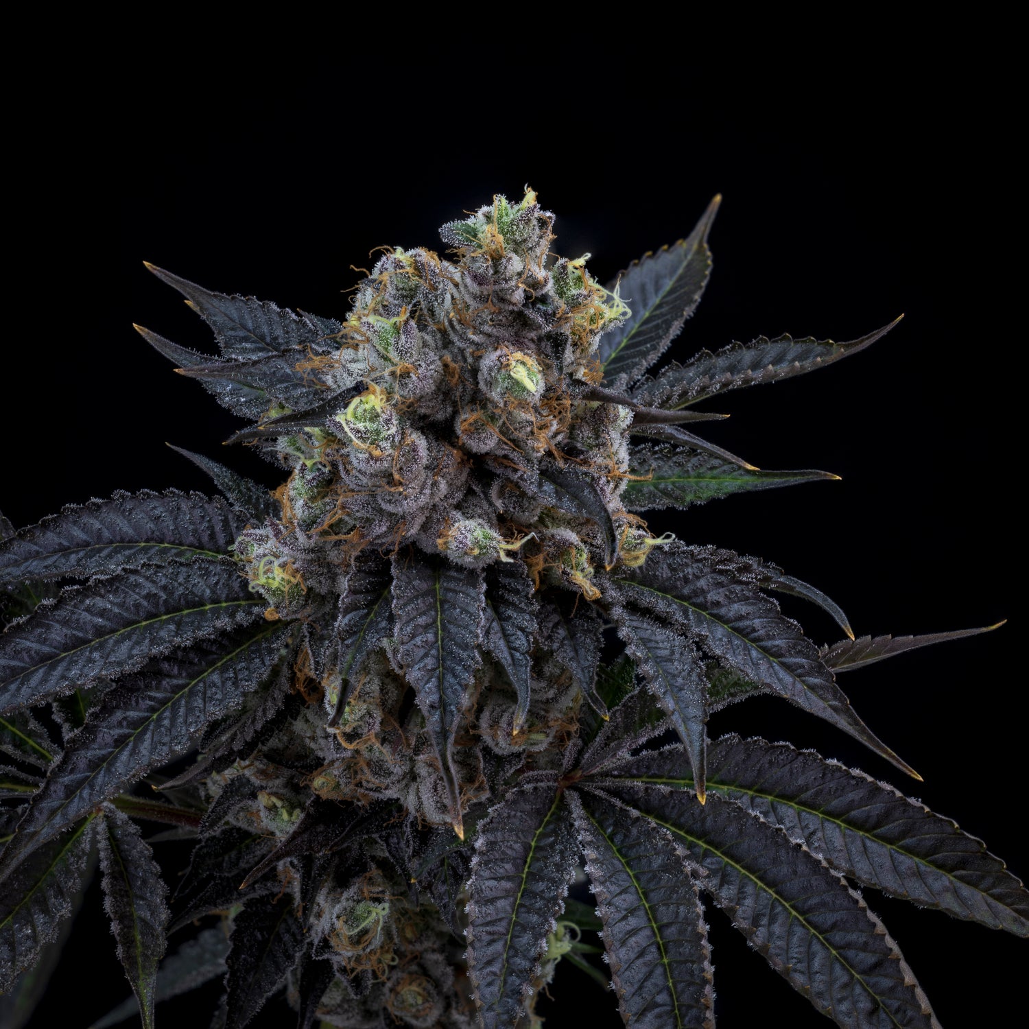 Meringue Kush 7 gram x 6 per case