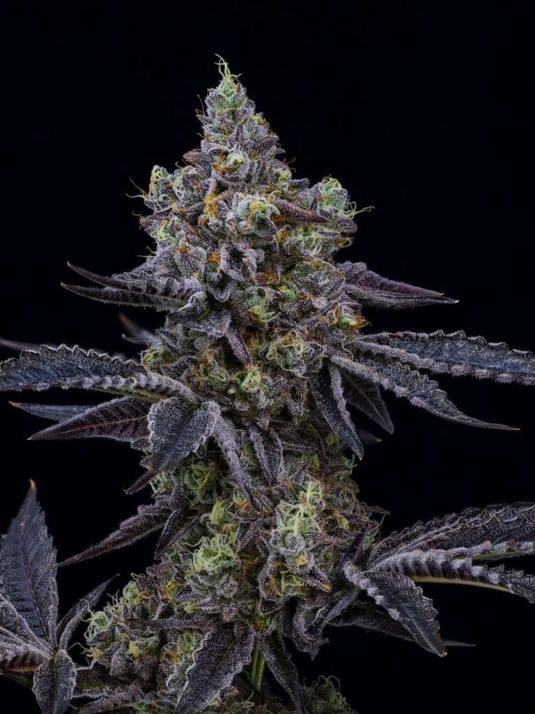 Tiramisu 7 gram x 6 per case