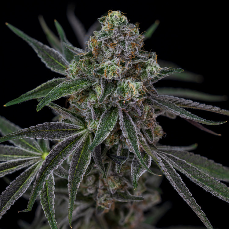 OJ Zainbow 7 gram x 6 per case