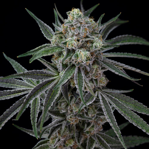 OJ Zainbow 14 gram x 4 per case