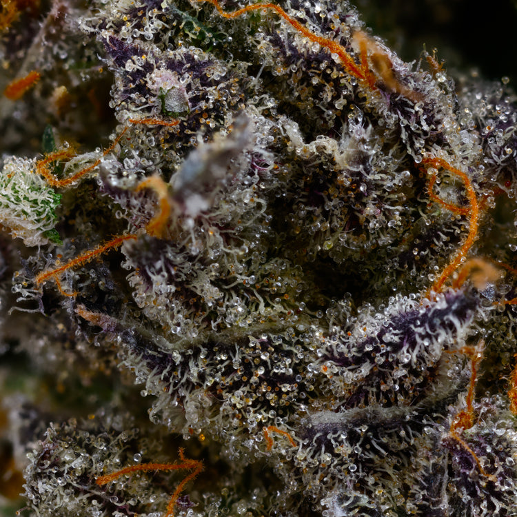 Tiramisu 7 gram x 6 per case