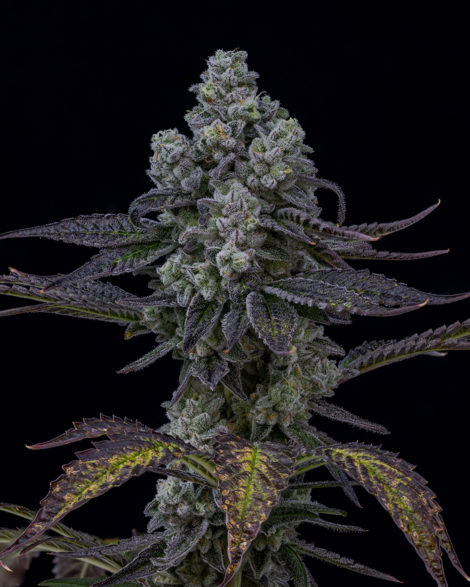 Fugu  7gram x 6 per case