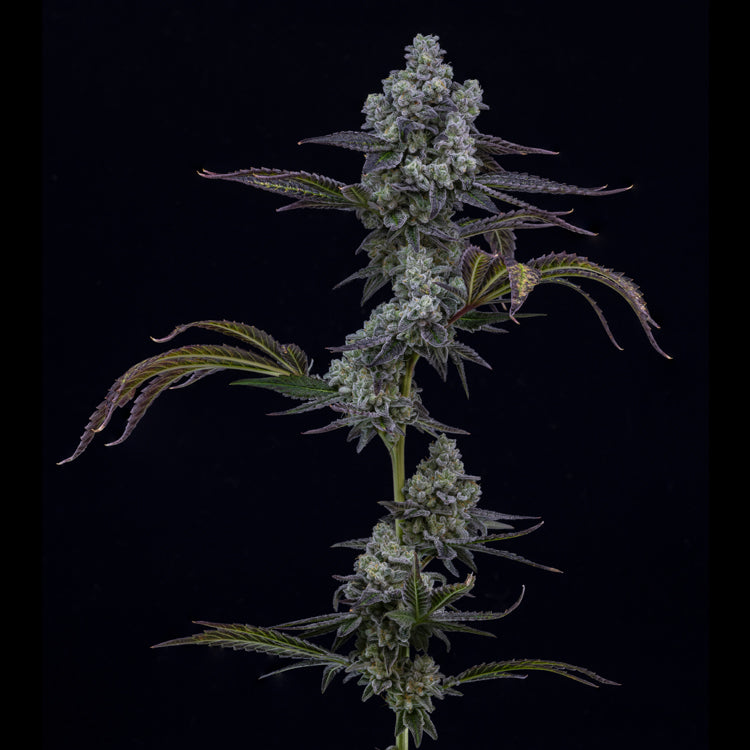 Fugu  7gram x 6 per case