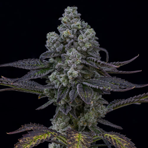 Fugu  14 gram x 4 per case