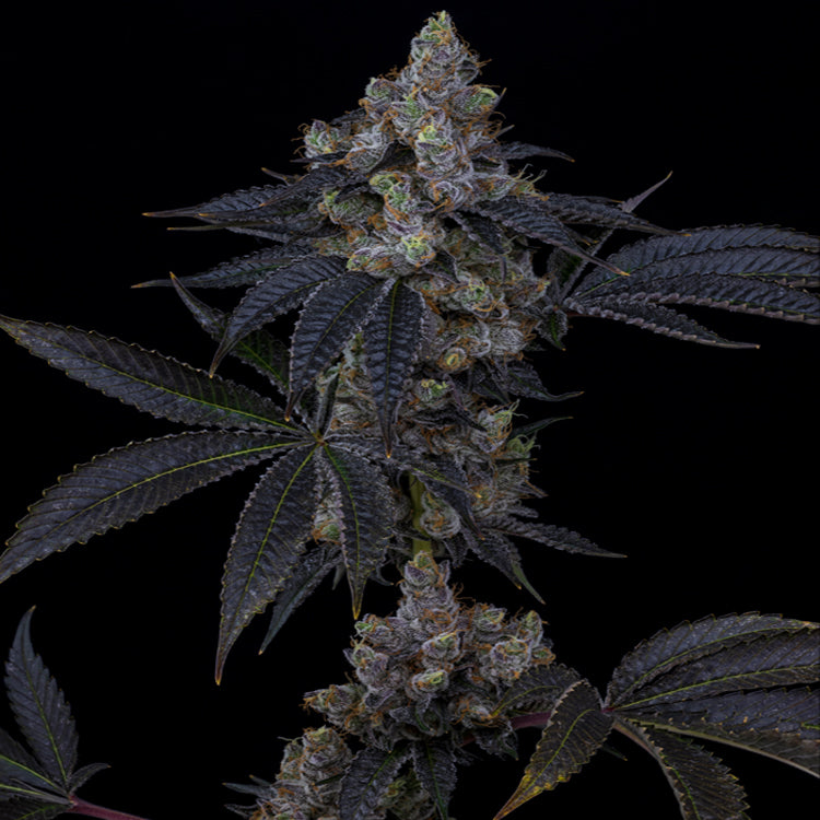 Meringue Kush 7 gram x 6 per case