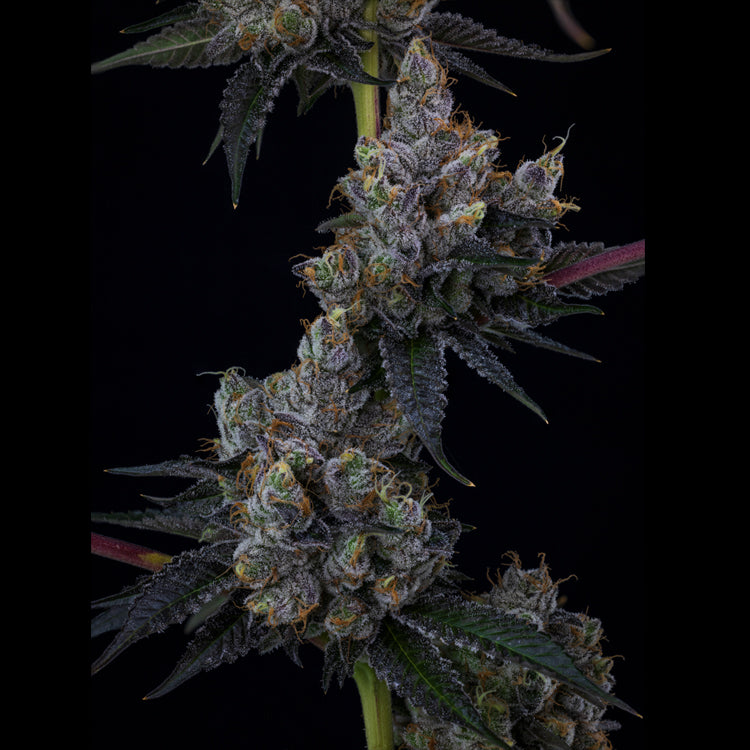 Meringue Kush 7 gram x 6 per case